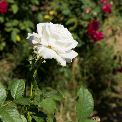 White Drift® Rose Tree