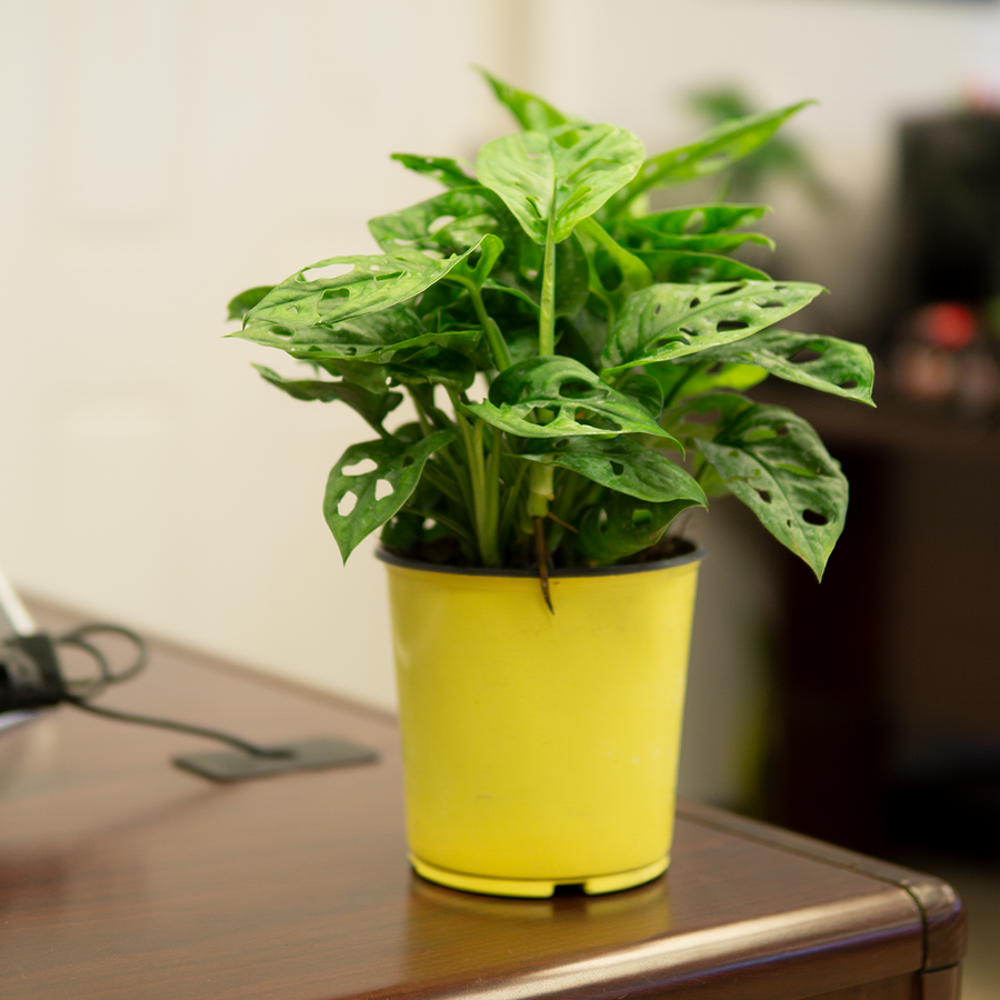 Buy Monstera Plants for Sale | Perfect Plants