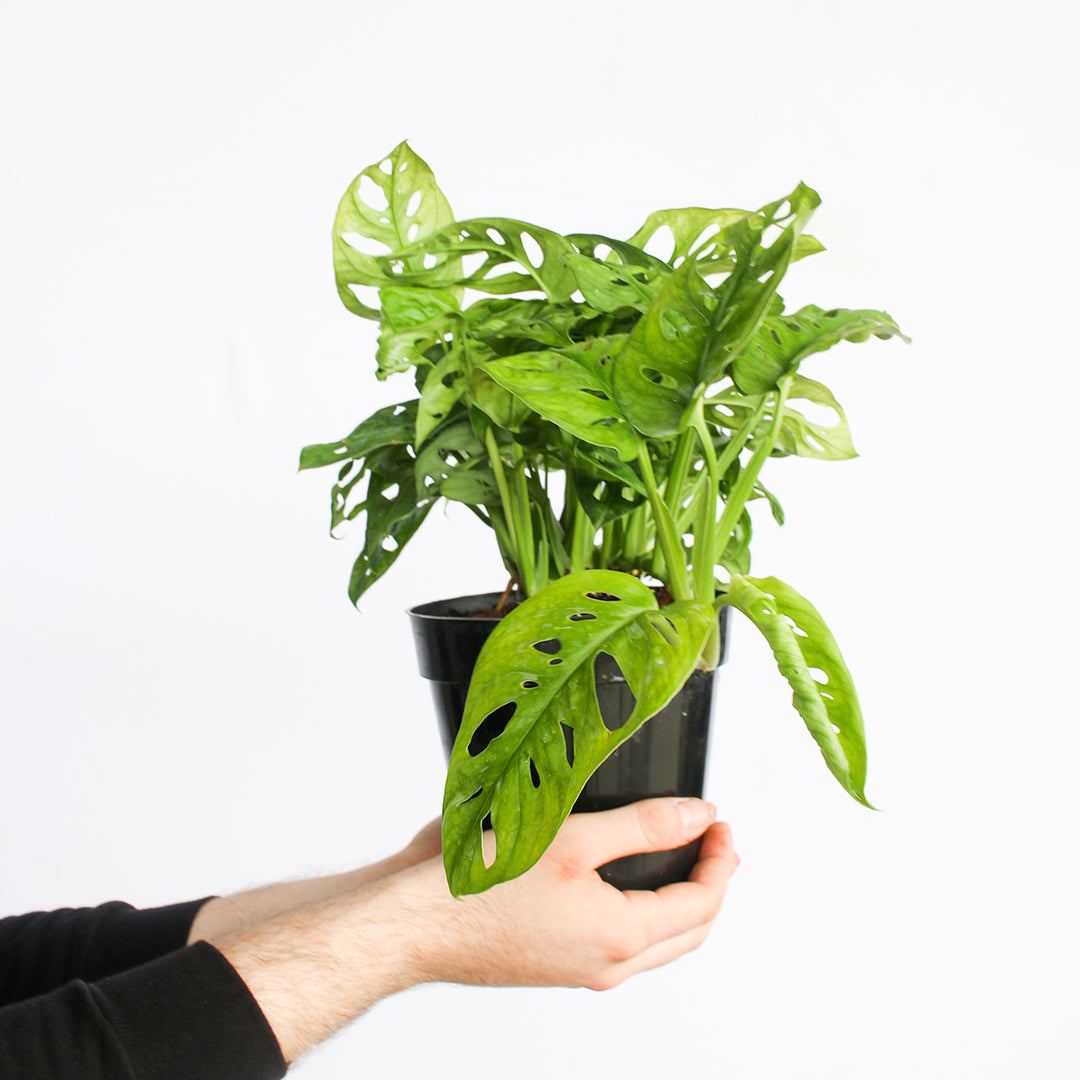 monstera adansonii vine no leaves Monstera Adansonii for Sale | Buy Monstera Plants