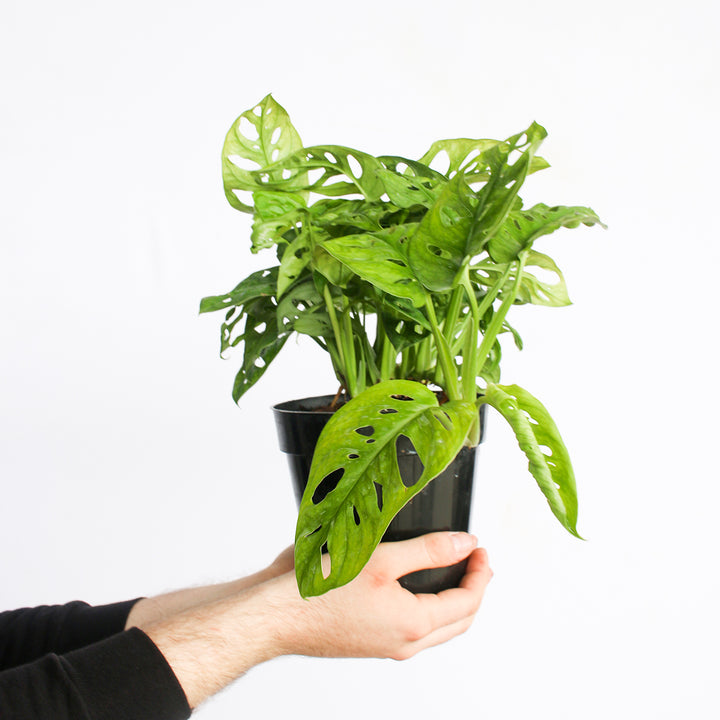 wild monstera adansonii Monstera Adansonii for Sale | Buy Monstera Plants