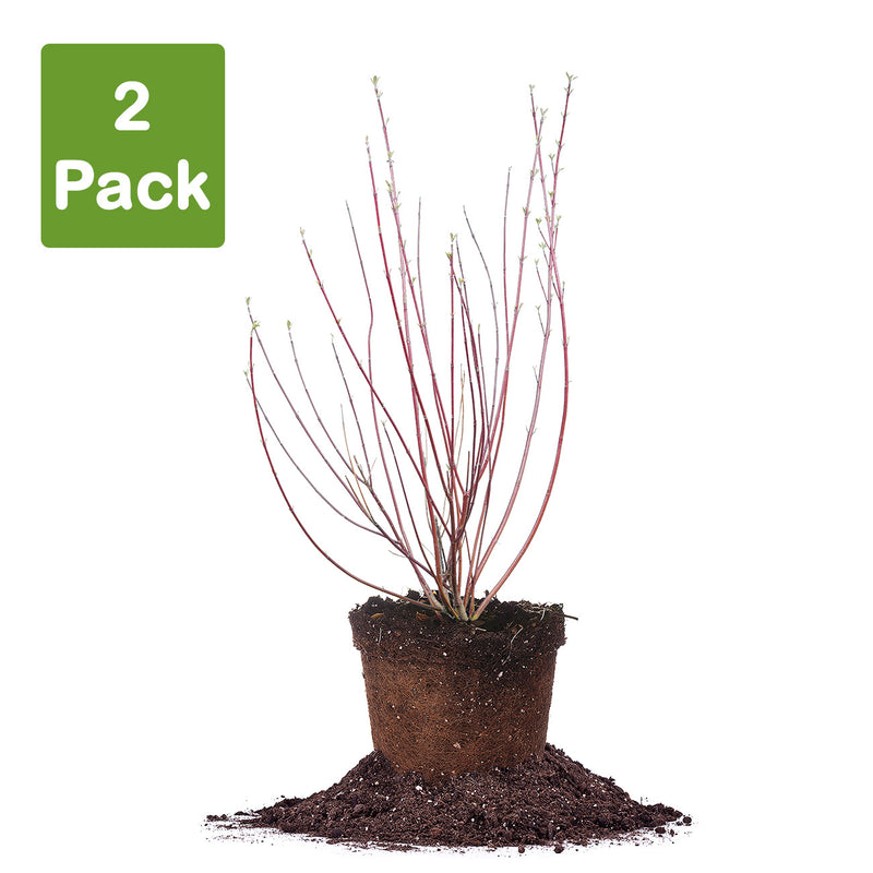 red twig dogwood pack of 2 plants 5 gallon size