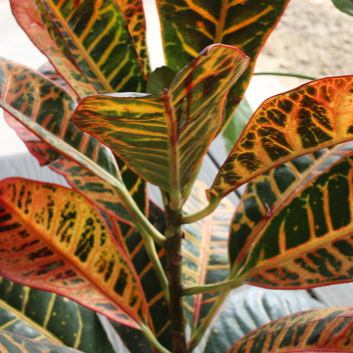 Petra Croton Plant for Sale | Buy Croton Petra Online