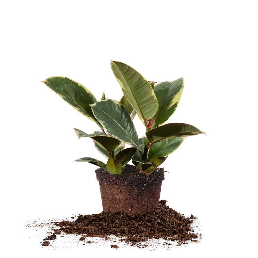 Variegated Rubber Plant Ficus Tineke - 6 Inch Pot