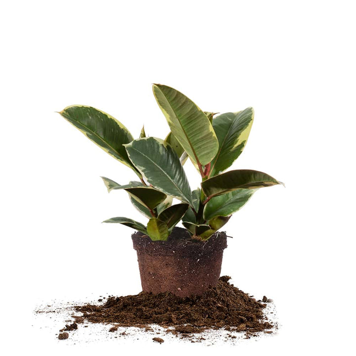 Tineke Rubber Plant- live plant 4ft hot tall ship in 6” pot