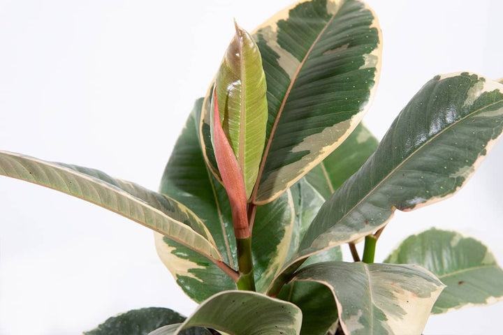 rubber tree green Variegated Rubber Plant Ficus Tineke - 6 Inch Pot