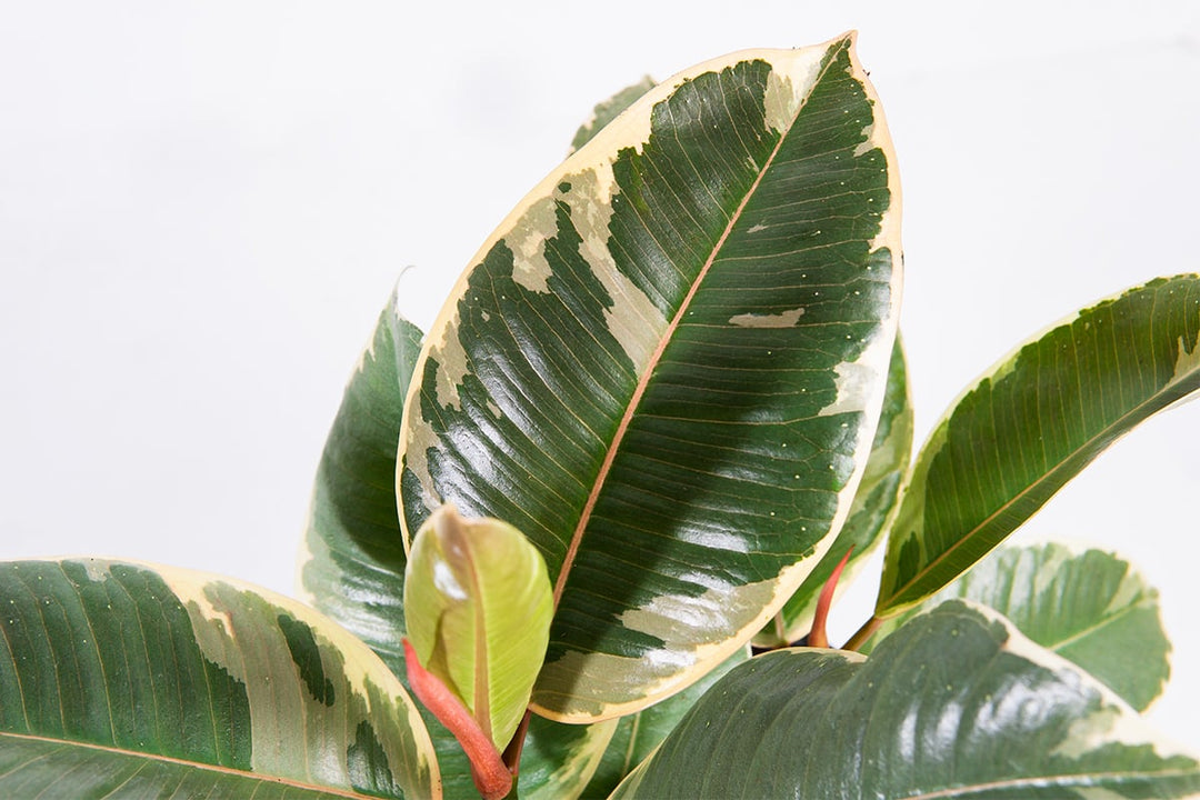 variegated rubber tree for sale Variegated Rubber Plant Ficus Tineke - 6 Inch Pot