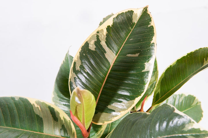 rubber tree yellow Variegated Rubber Plant Ficus Tineke - 6 Inch Pot