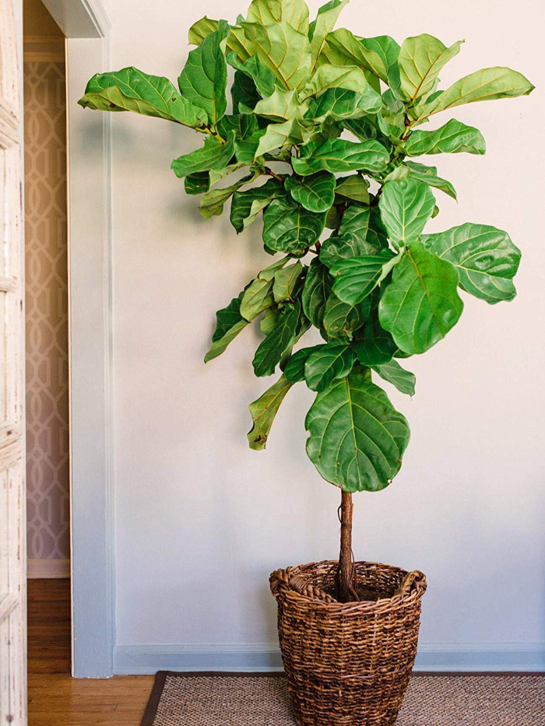 indoor plant fertilizer fiddle leaf fig Buy Fiddle Leaf Fig Fertilizer