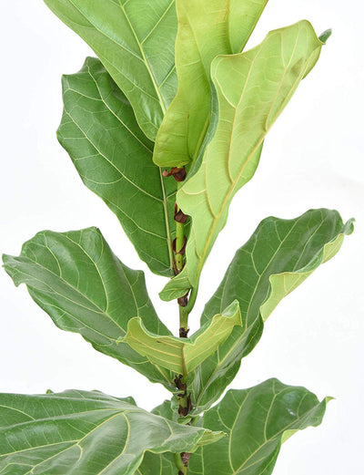 Fiddle Leaf Fig Fertilizer