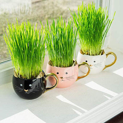 Organic Cat Grass Kit
