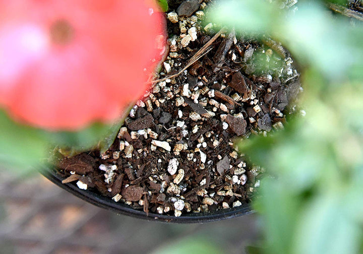 vermiculite house plants Organic Vermiculite for Plants | Buy Vermiculite for Sale