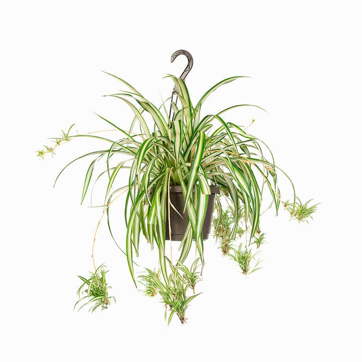 Variegated Spider Plant - 6 Inch Pot