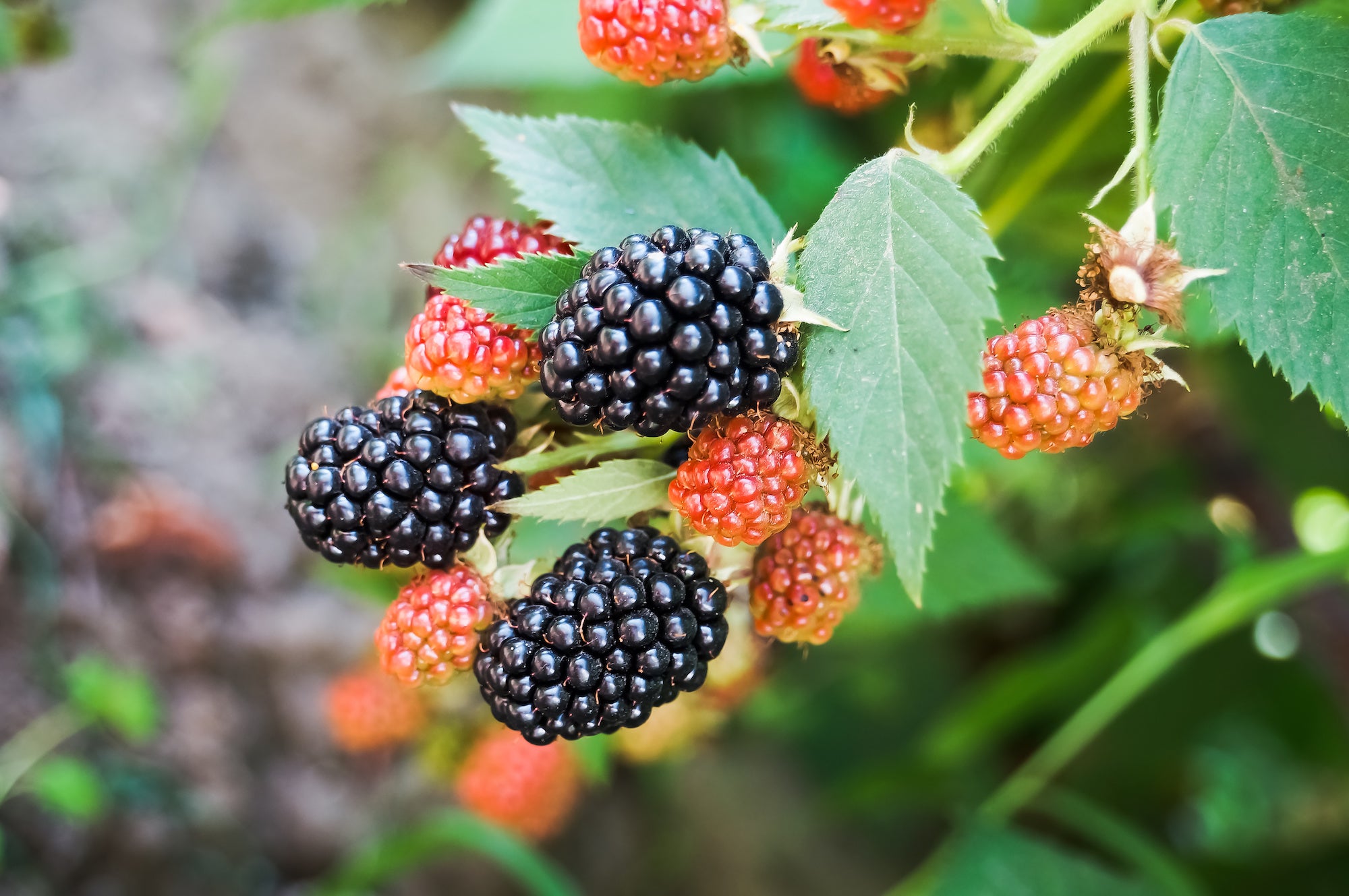 Osage Blackberry Plants for Sale | Buy Blackberry Bushes | Perfect Plants