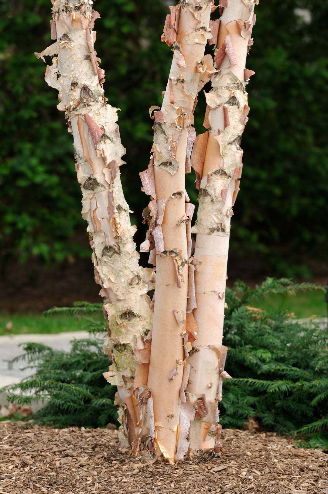 river birch bonsai tree River Birch Tree