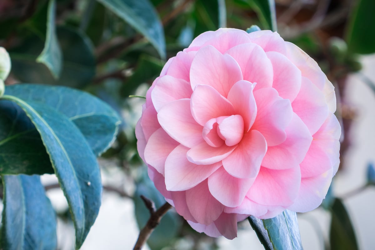 Pink Perfection Camellia