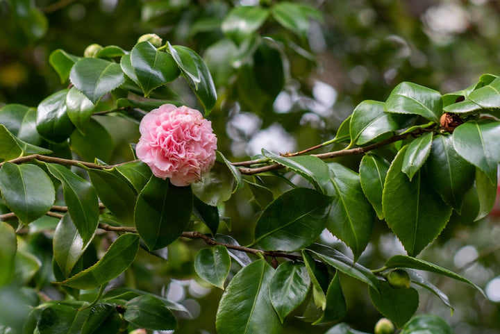 Debutante Camellia - 3 Gallon