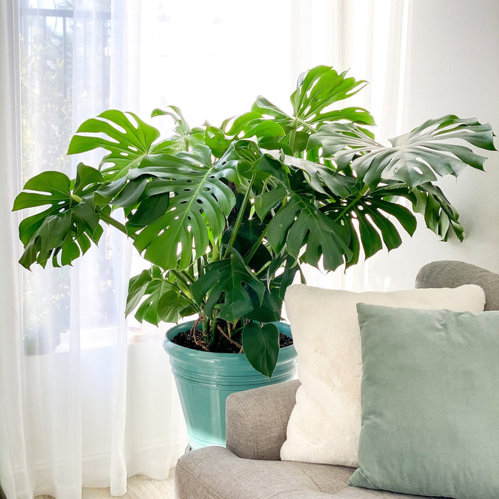 monstera deliciosa indoor height Monstera Deliciosa for Sale | Buy Monstera Plants