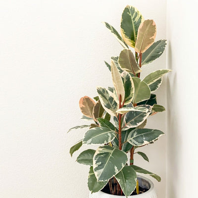 Variegated Rubber Plant  Ficus Tineke