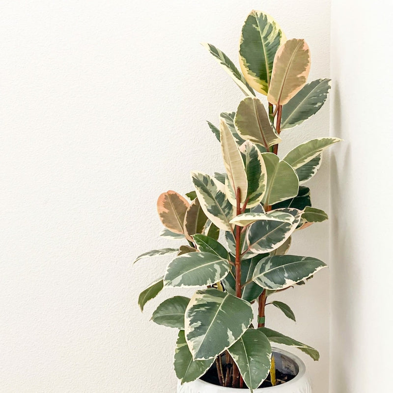Variegated Rubber Plant – Ficus Tineke