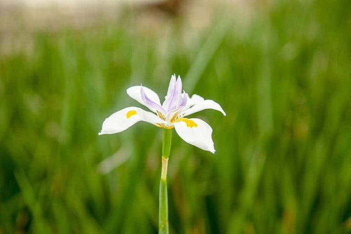White African Iris Shrub - 1 Gallon / 5-Pack