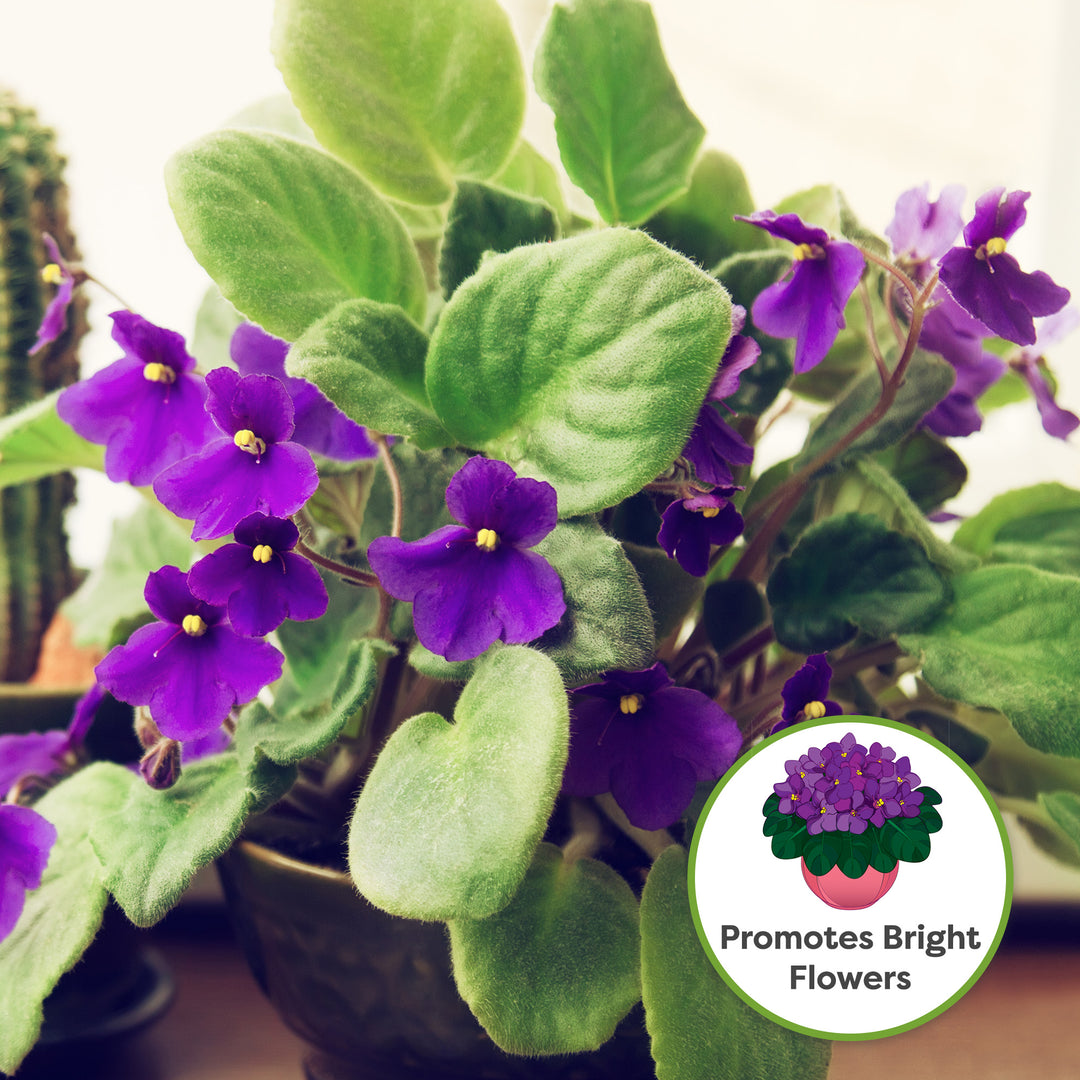 African violet close up flower flowers colour violet.violets african violet  Saintpaulia Bright eyes pot plants house plants Stock Photo - Alamy, image size:1080x1080