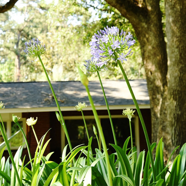 agapanthus snake plant Agapanthus Blue Shrub - 1 Gallon / Single