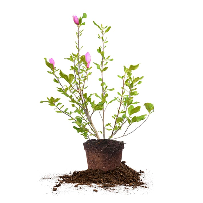 alexandra magnolia lily flower tree Alexandrina Magnolia Tree - 1 Gallon