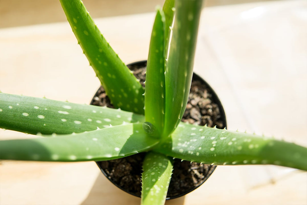 aloe vera plant louisville ky Aloe Vera Plant for Sale | Shop Houseplants for Sale