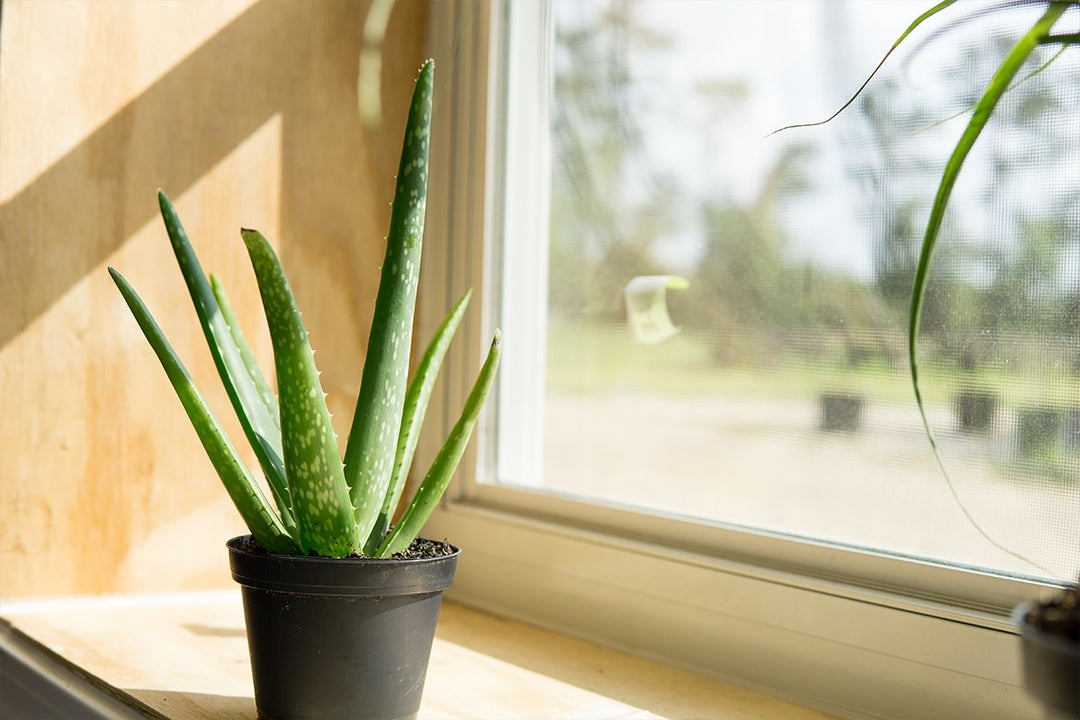 big aloe vera plant indoor Aloe Vera Plant for Sale | Shop Houseplants for Sale