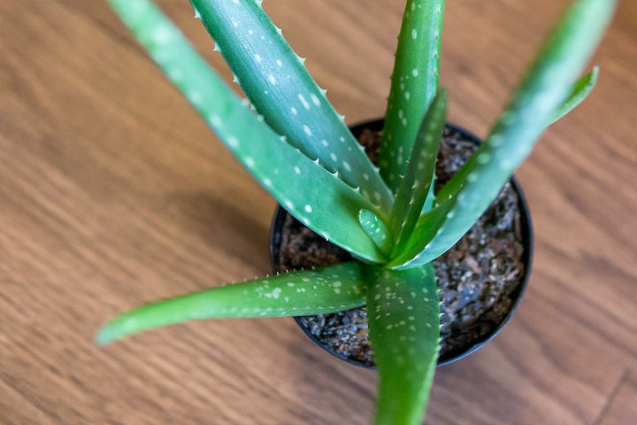 Aloe Vera Plant for Sale | Shop Houseplants for Sale