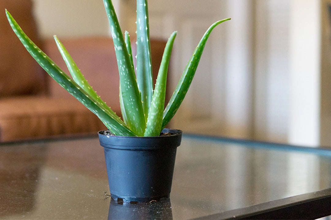 aloe vera for indoor plants Aloe Vera Plant for Sale | Shop Houseplants for Sale