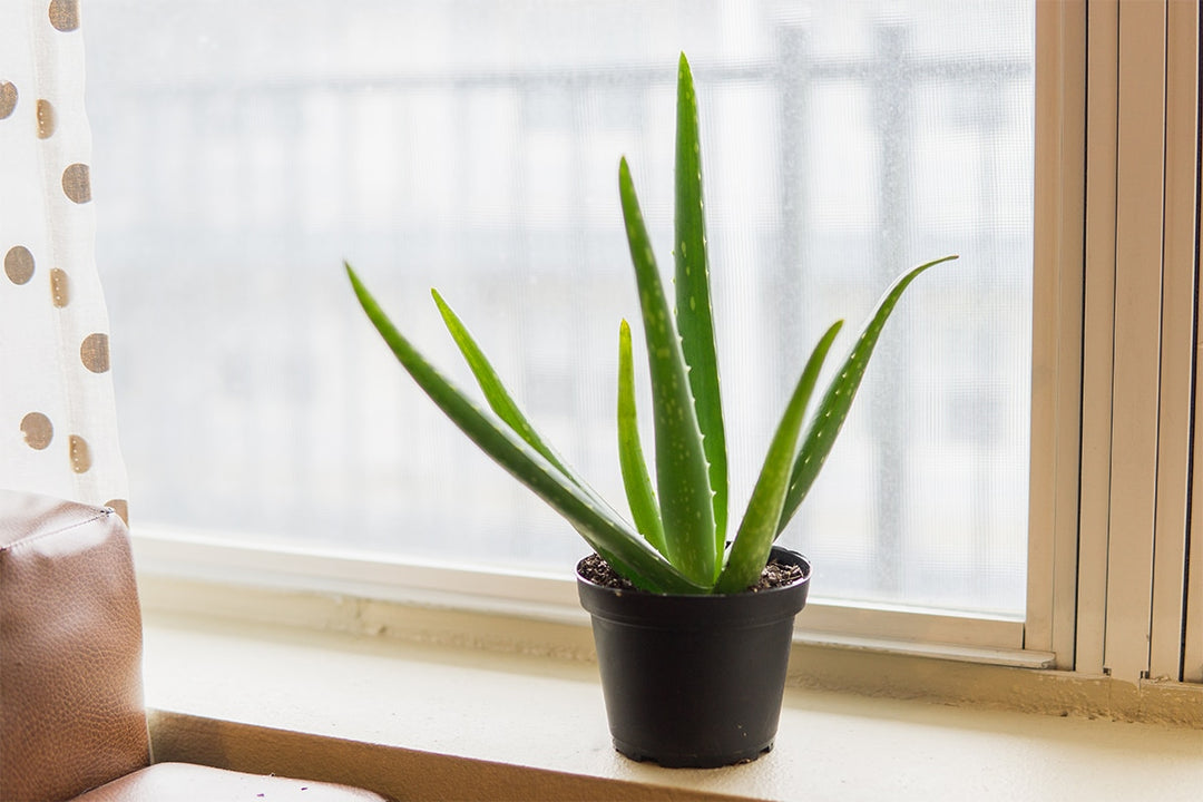 Aloe Vera Plant for Sale | Shop Houseplants for Sale