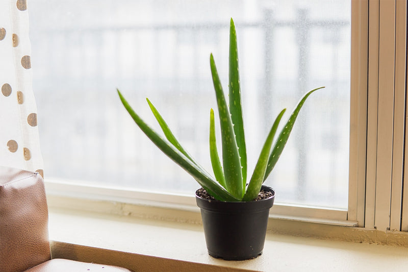where to buy aloe vera plants online Aloe Vera Plant for Sale | Shop Houseplants for Sale