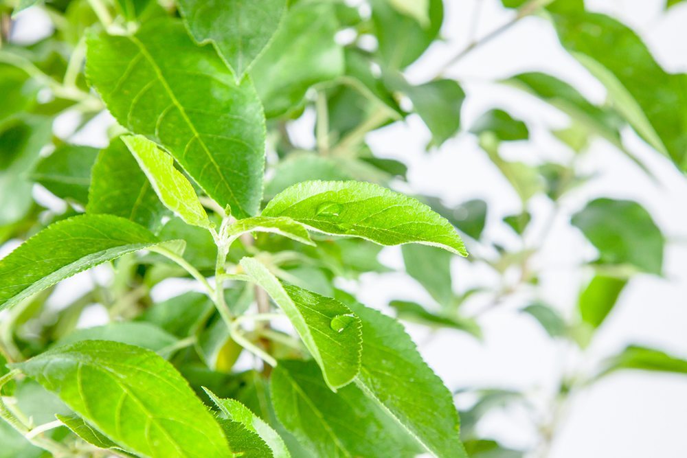 Buy Anna Apple Tree | Sweet Fruit Tree