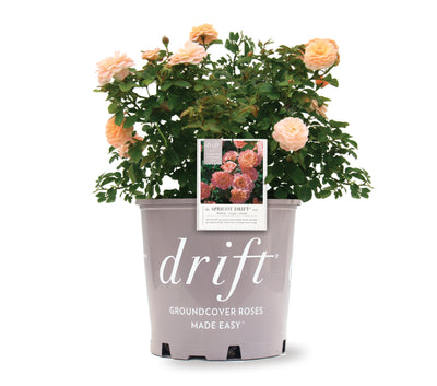 Apricot Drift® Rose Bush