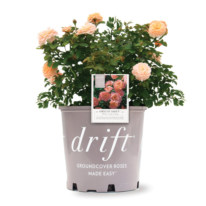 Apricot Drift® Rose for Sale | Perfect Plants
