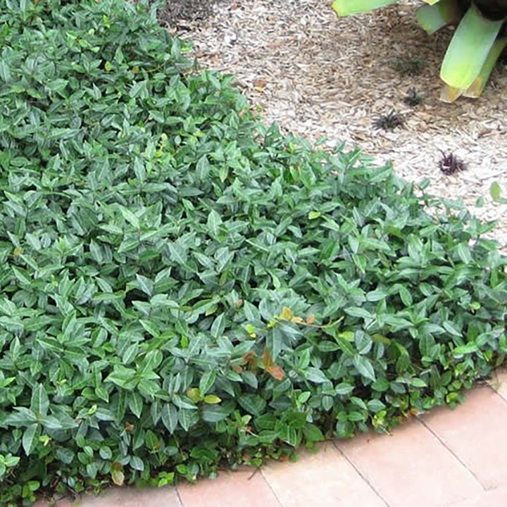 Asiatic Jasmine For Sale | Best Ground cover | Perfect Plants