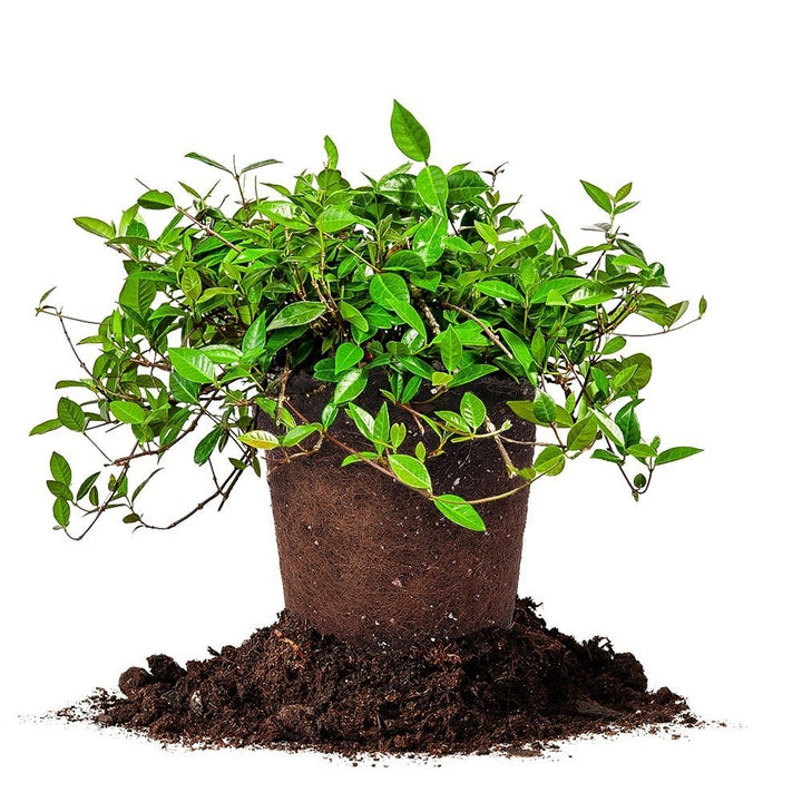Asiatic-Jasmine_720x.jpg?v=