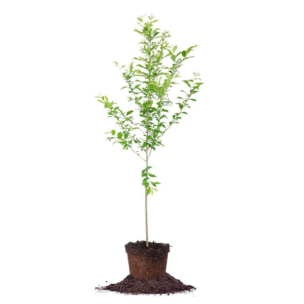 Pota Rosa Tree Shop AU Rosa Plum Tree for Sale | Buy Plum Trees Online | Perfect Plants