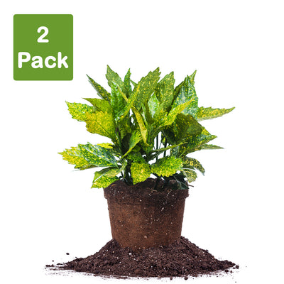 Gold Dust Aucuba 3 gallon live plant pack of 2 plants