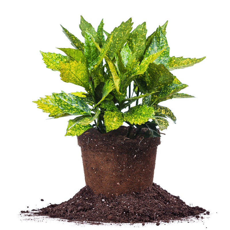 gold dust plant fertilizer Gold Dust Aucuba for Sale | Buy Evergreen Shrubs