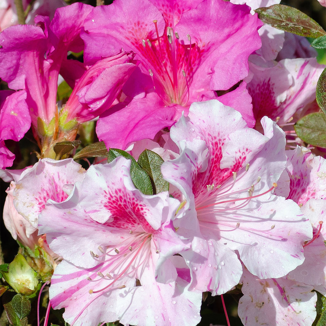 Autumn Twist™ Encore® Azalea for Sale | Buy Encore Azaleas