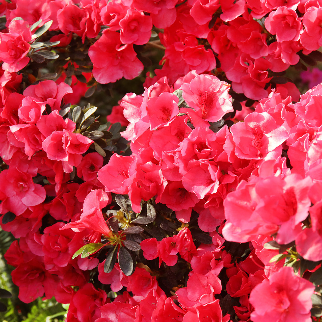 Buy Fashion Azalea for Sale | Order Azaleas Online | Perfect Plants