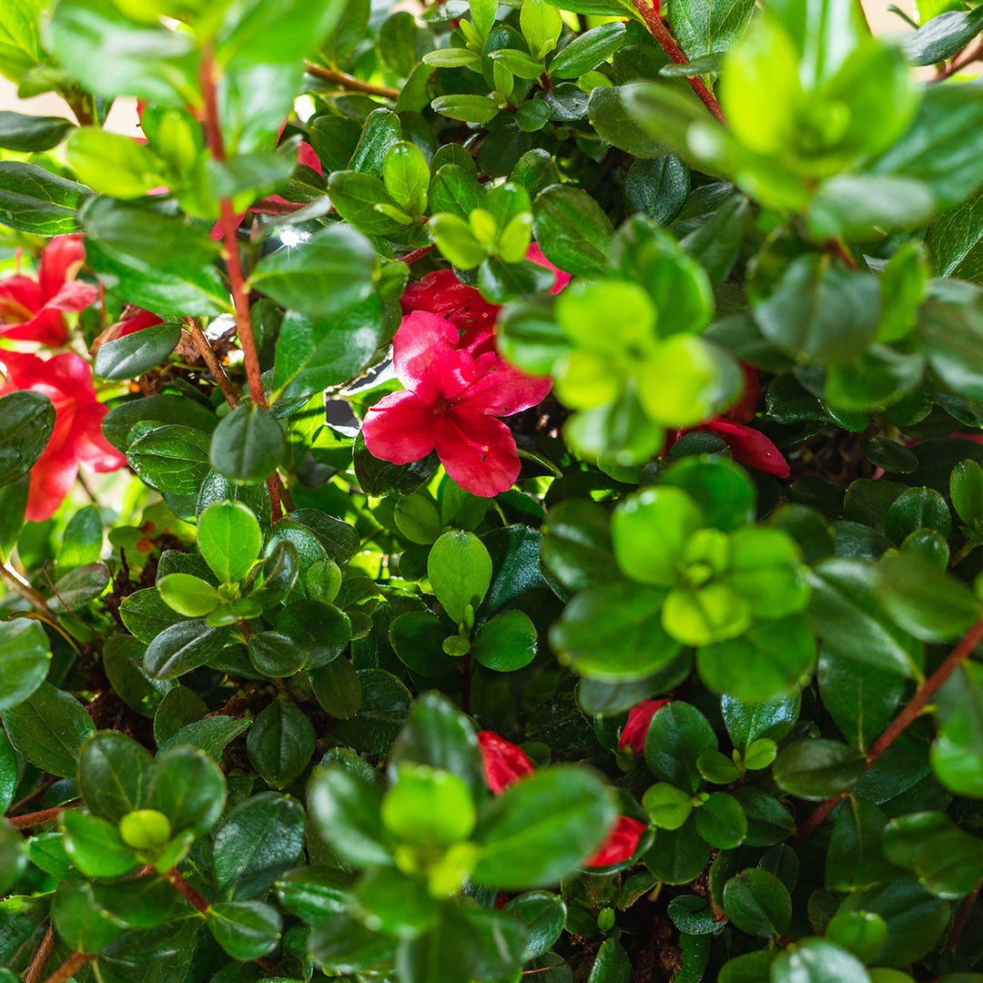 rhododendron elite star P.J.M. Elite Star Rhododendron main image 1