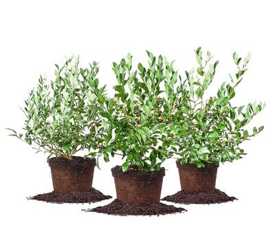 Assortment of 3 Blueberry Bushes for Best Cross Pollination