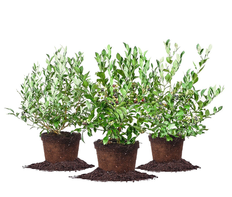 Assortment of 3 Blueberry Bushes for Best Cross Pollination