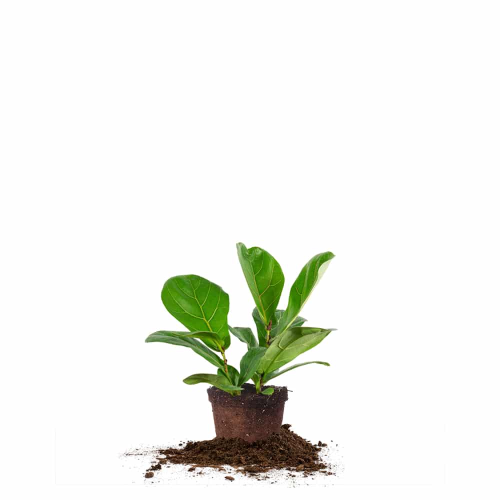 Fiddle Leaf Fig Tree for Sale