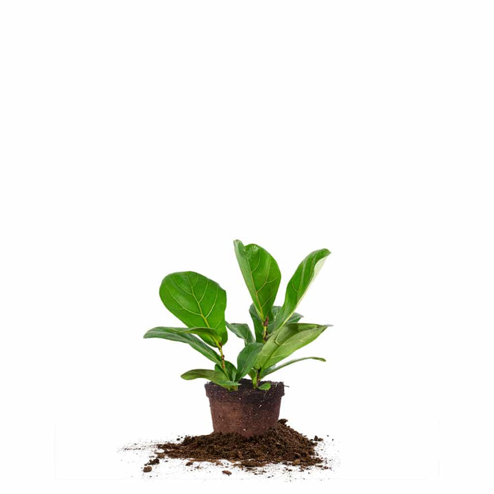 fiddle leaf fig baby plant Fiddle Leaf Fig Tree for Sale