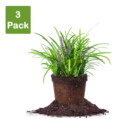 Big Blue Liriope 3 pack, 3 live plants for sale