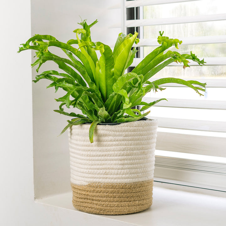 birds nest fern for sale near me Birds Nest Fern